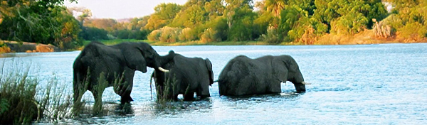 elephants-crossing-the-zambezi-1496204-1279x665