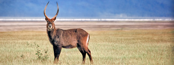antelope-in-the-maasai-mara-1335951